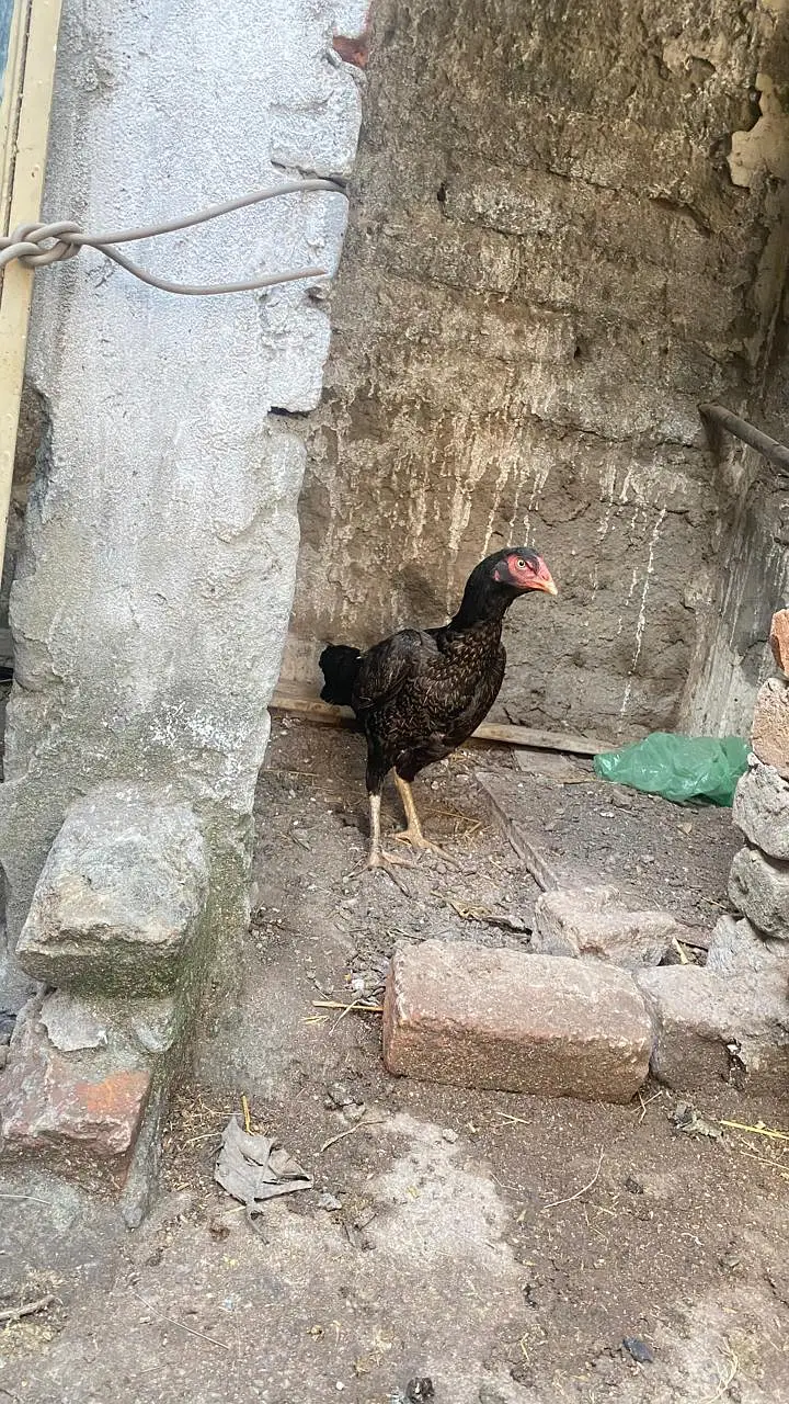 Aseel murgi — photo 6