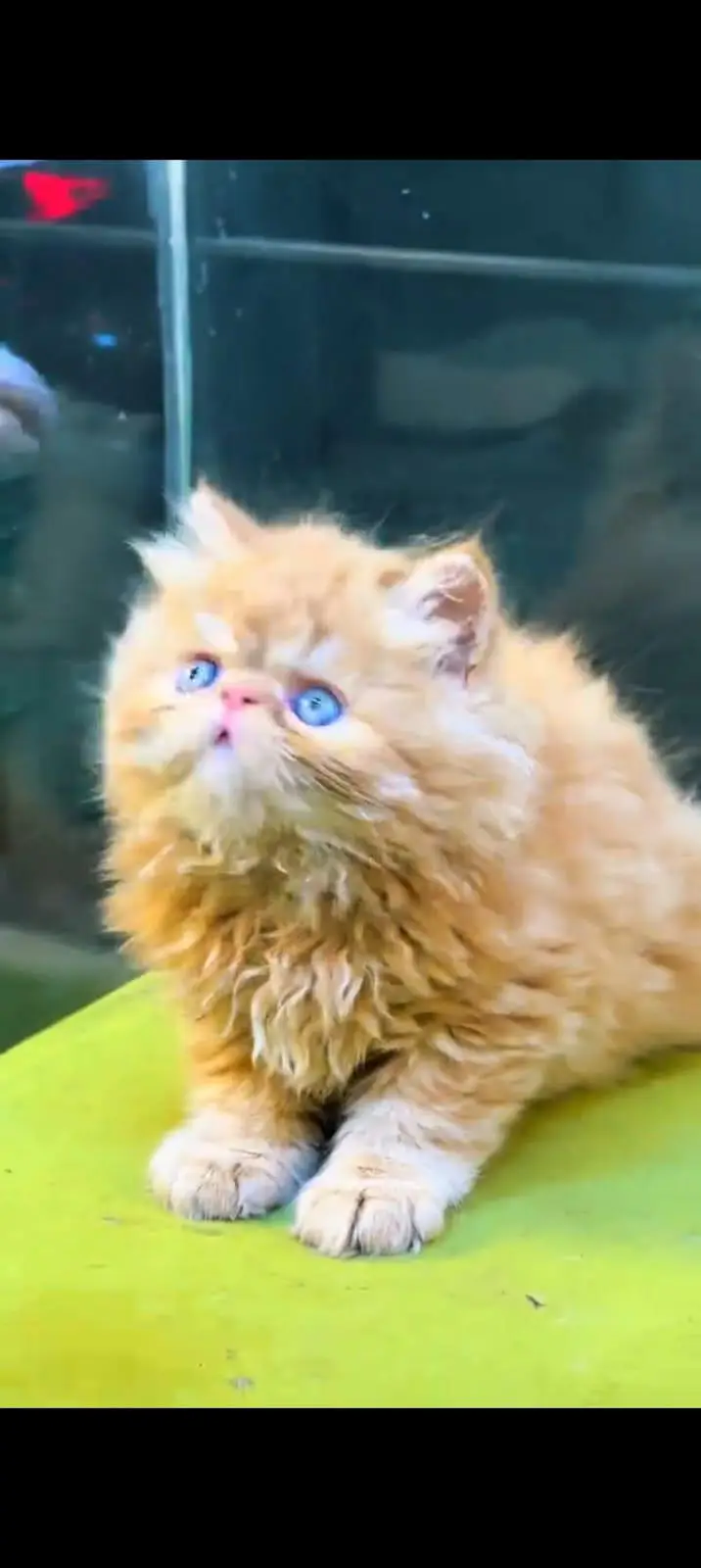 pure Persian cats vaccinated and healthy active WhatsApp/0344/6895398/ — photo 2
