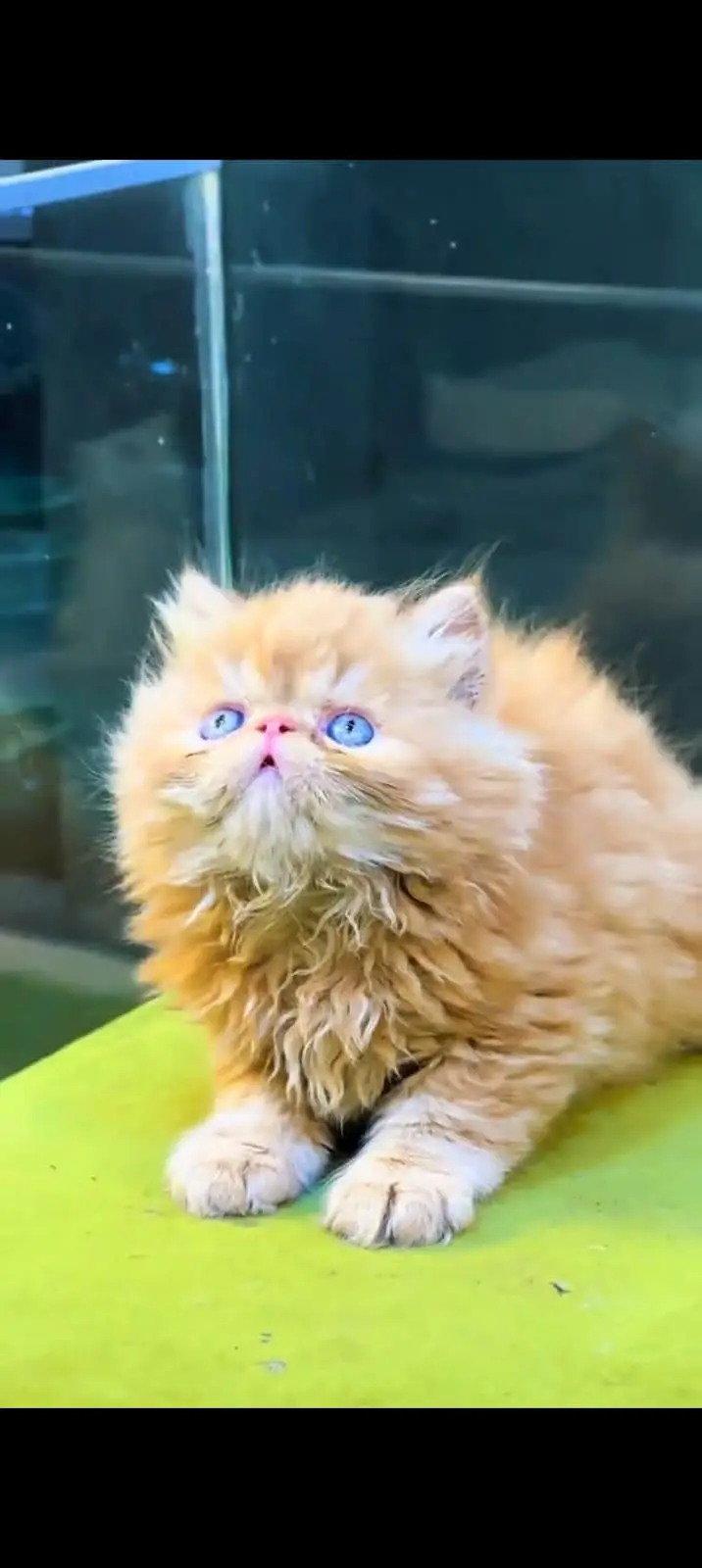 pure Persian cats vaccinated and healthy active WhatsApp/0344/6895398/ — photo 3