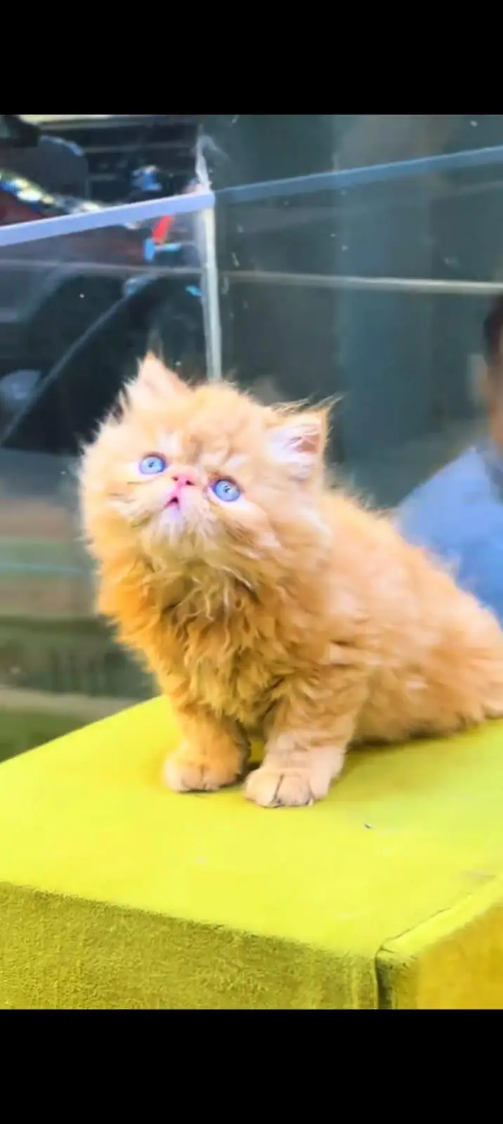 pure Persian cats vaccinated and healthy active WhatsApp/0344/6895398/ — photo 4