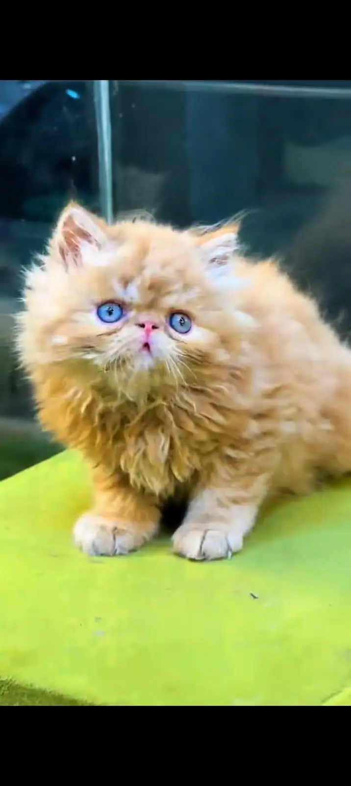 pure Persian cats vaccinated and healthy active WhatsApp/0344/6895398/ — photo 5