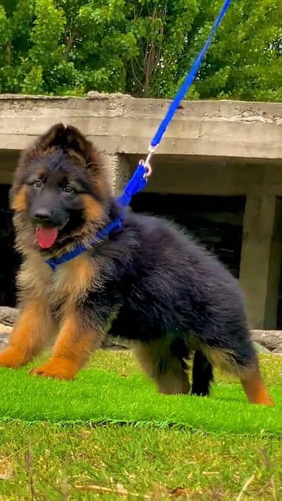 German shepherd puppies urgent for sale