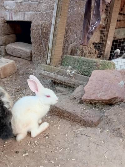 Red eye rabbit 