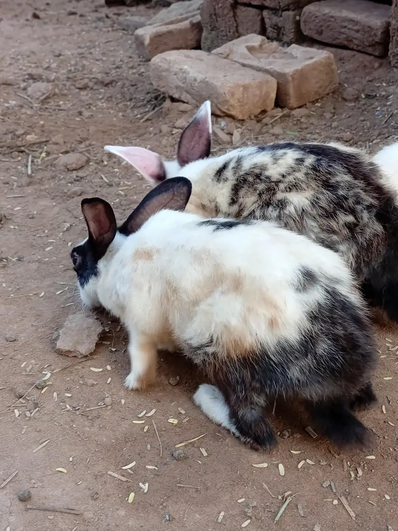 Red eye rabbit  — photo 2