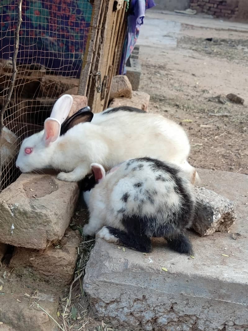 Red eye rabbit  2