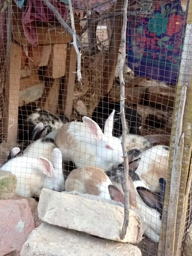 Red eye rabbit  — photo 4