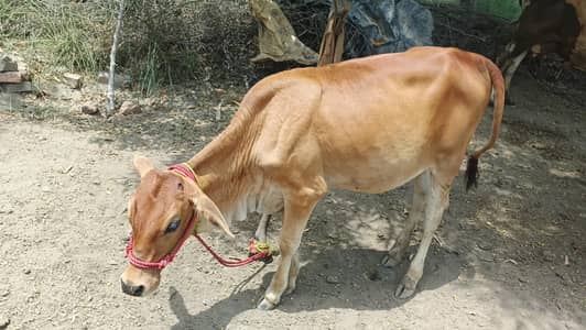 Female Cow sahiwal cross