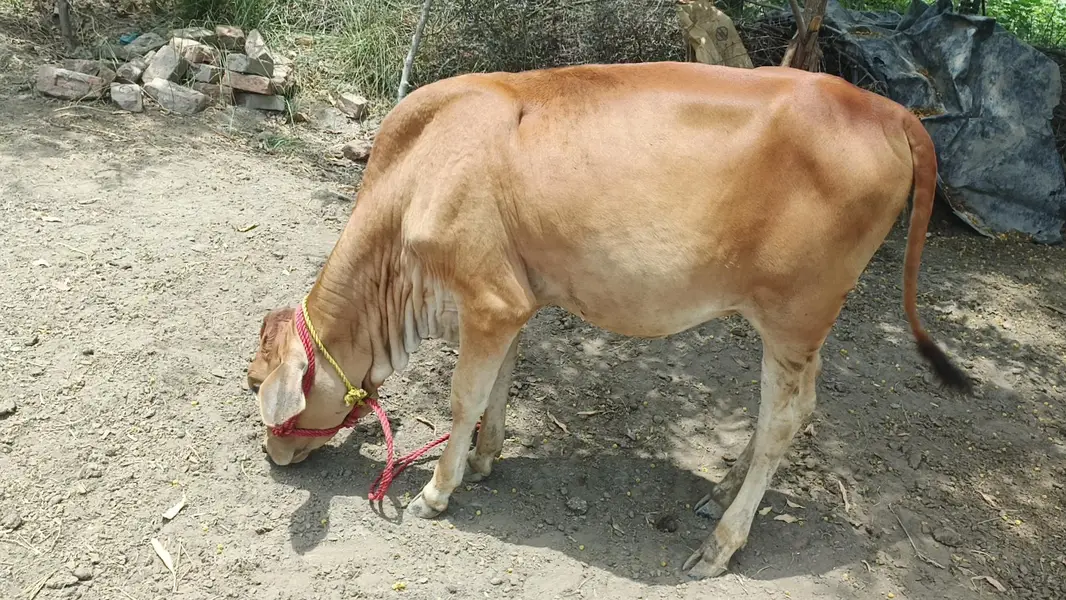Female Cow sahiwal cross — photo 2