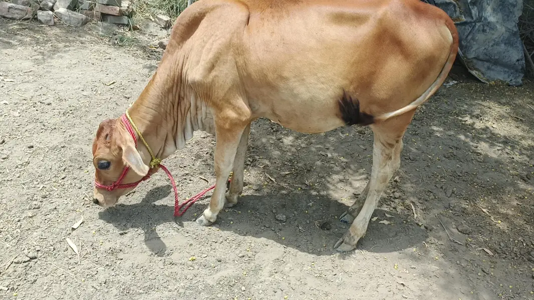 Female Cow sahiwal cross — photo 3