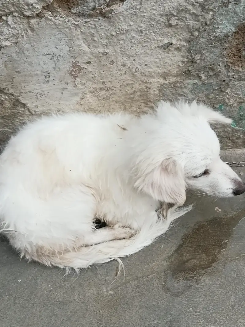 Russian Dog — photo 2