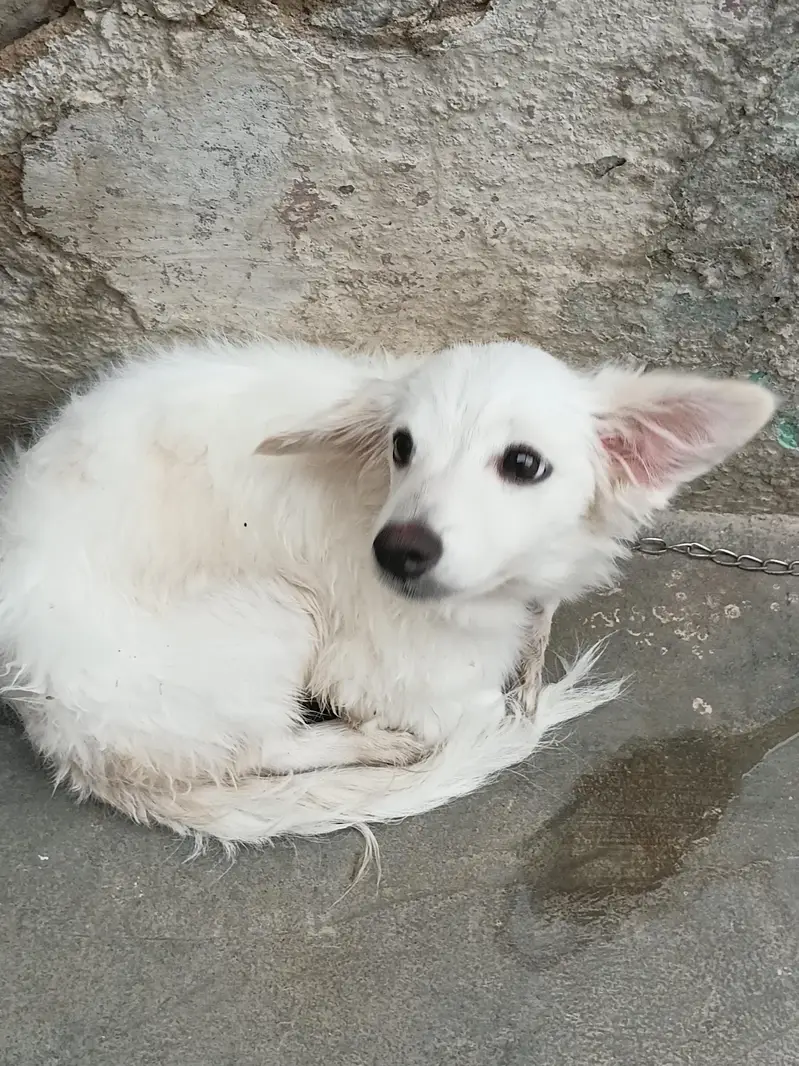 Russian Dog — photo 3