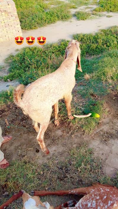 makhi chena breeder ha. Shok waly rabta kry