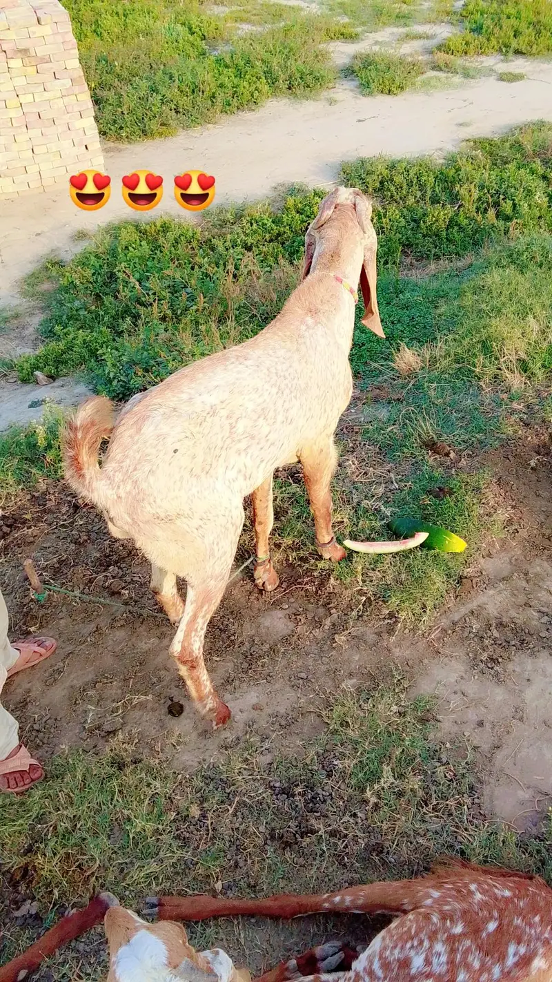 makhi chena breeder ha. Shok waly rabta kry