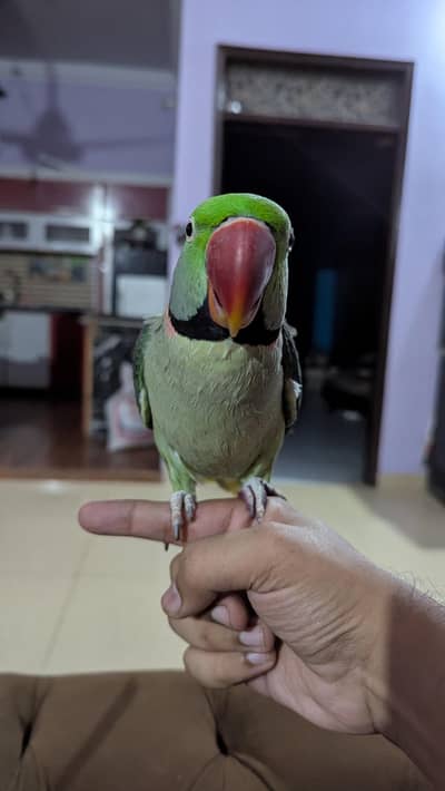 Alexandrin pahari parrot