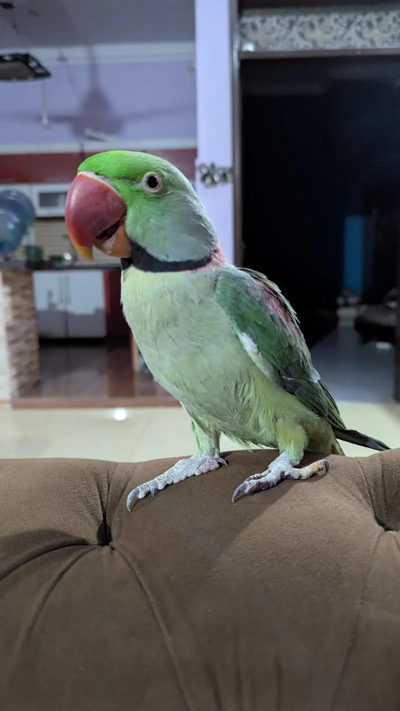 Alexandrin pahari parrot — photo 2