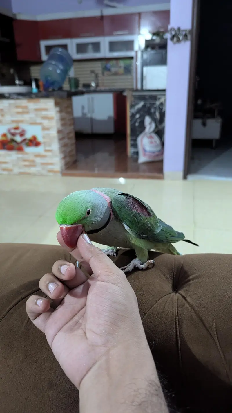 Alexandrin pahari parrot — photo 3