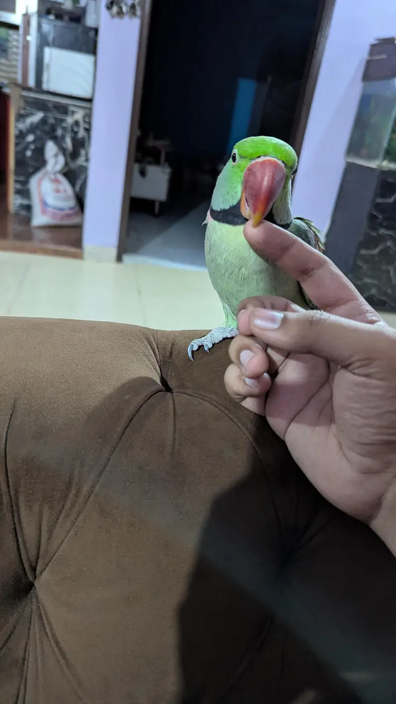Alexandrin pahari parrot — photo 4