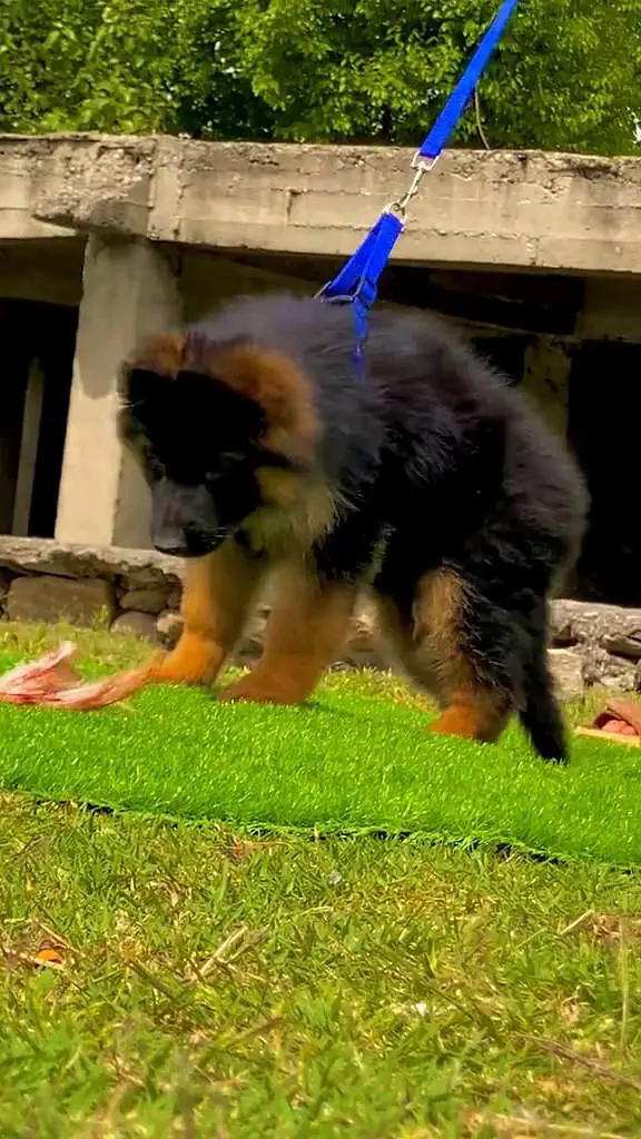 (German- shepherd) (puppies) (argent for sale) — photo 3