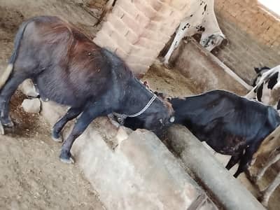 Wacha or Katta for sale