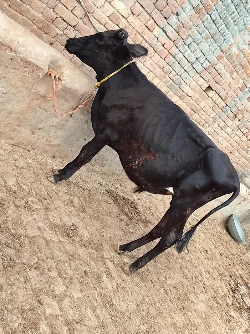 Wacha or Katta for sale — photo 2