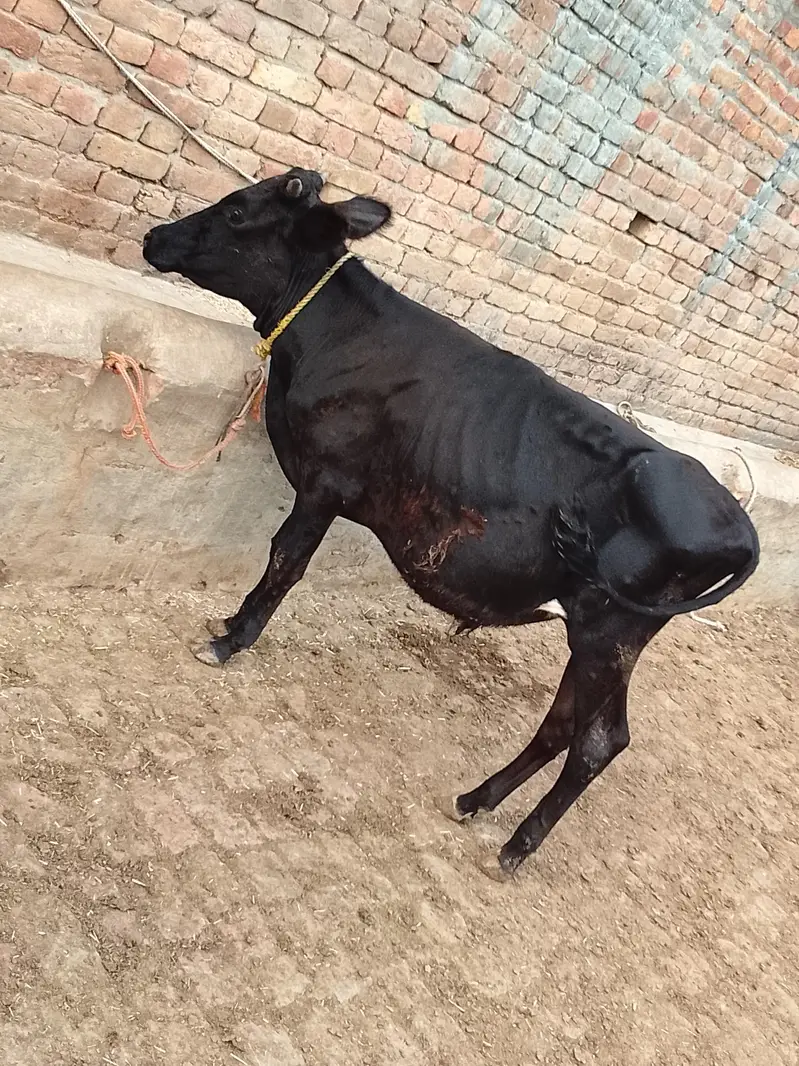 Wacha or Katta for sale — photo 3