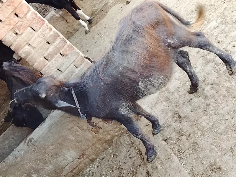 Wacha or Katta for sale — photo 4
