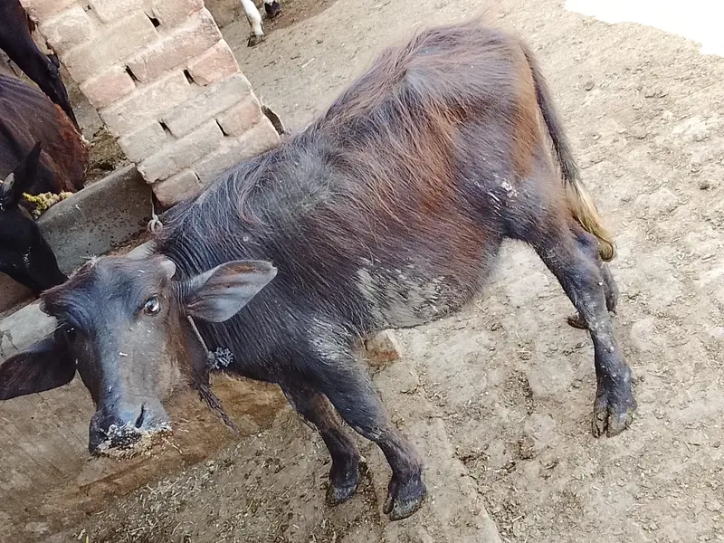 Wacha or Katta for sale — photo 5