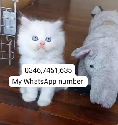 Persian kittens for sale