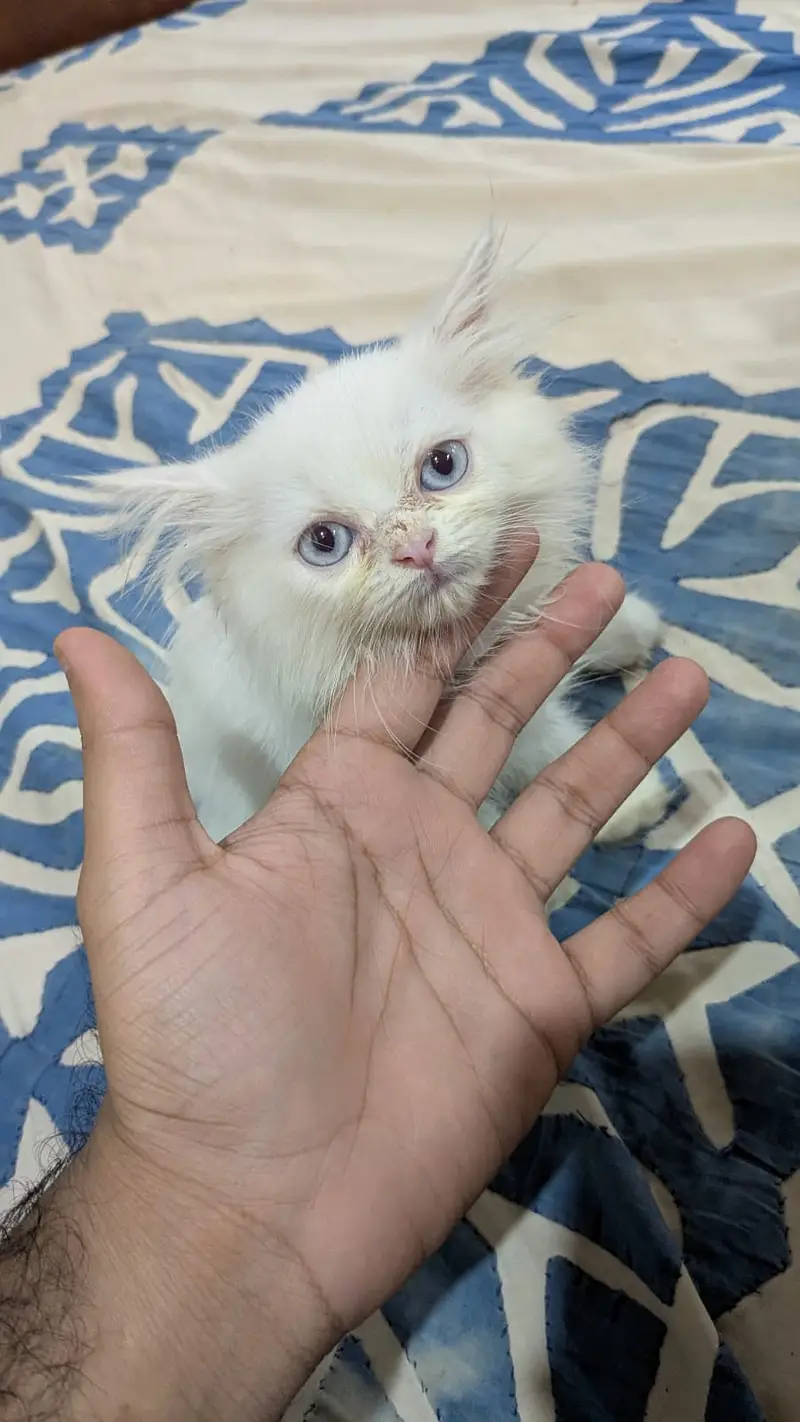 Triple coated Persian Cat for sale — photo 3
