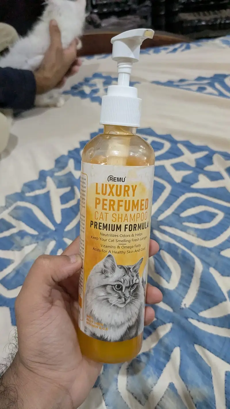 Triple coated Persian Cat for sale — photo 7