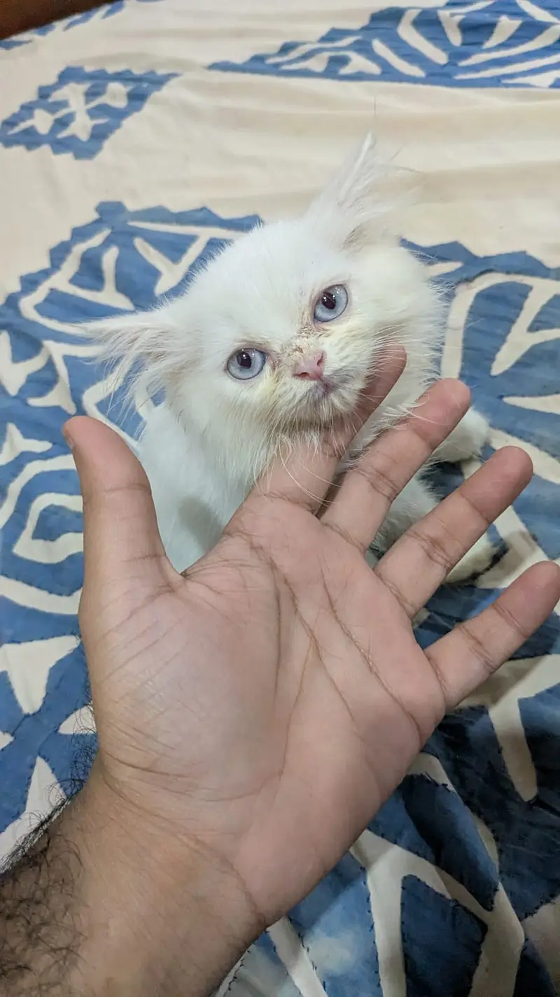 Triple coated Persian Cat for sale — photo 8