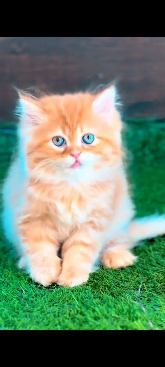 pure Persian cats vaccinated and healthy active WhatsApp/0344/6895398/ — photo 2