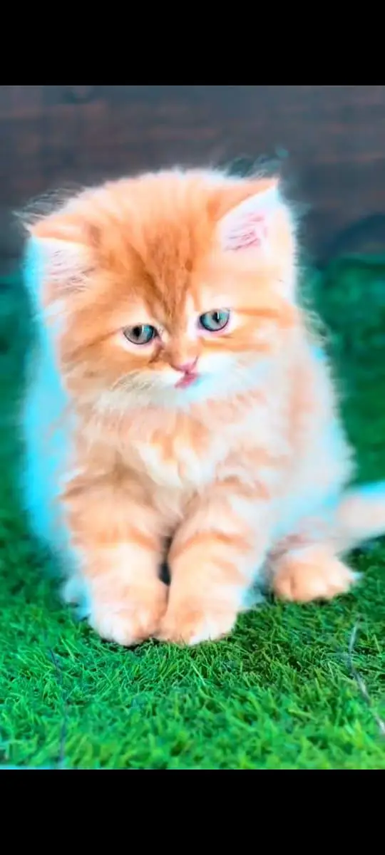 pure Persian cats vaccinated and healthy active WhatsApp/0344/6895398/ — photo 3