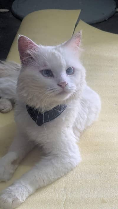 Beautiful White Persian-Type Male Cat – Litter Trained
