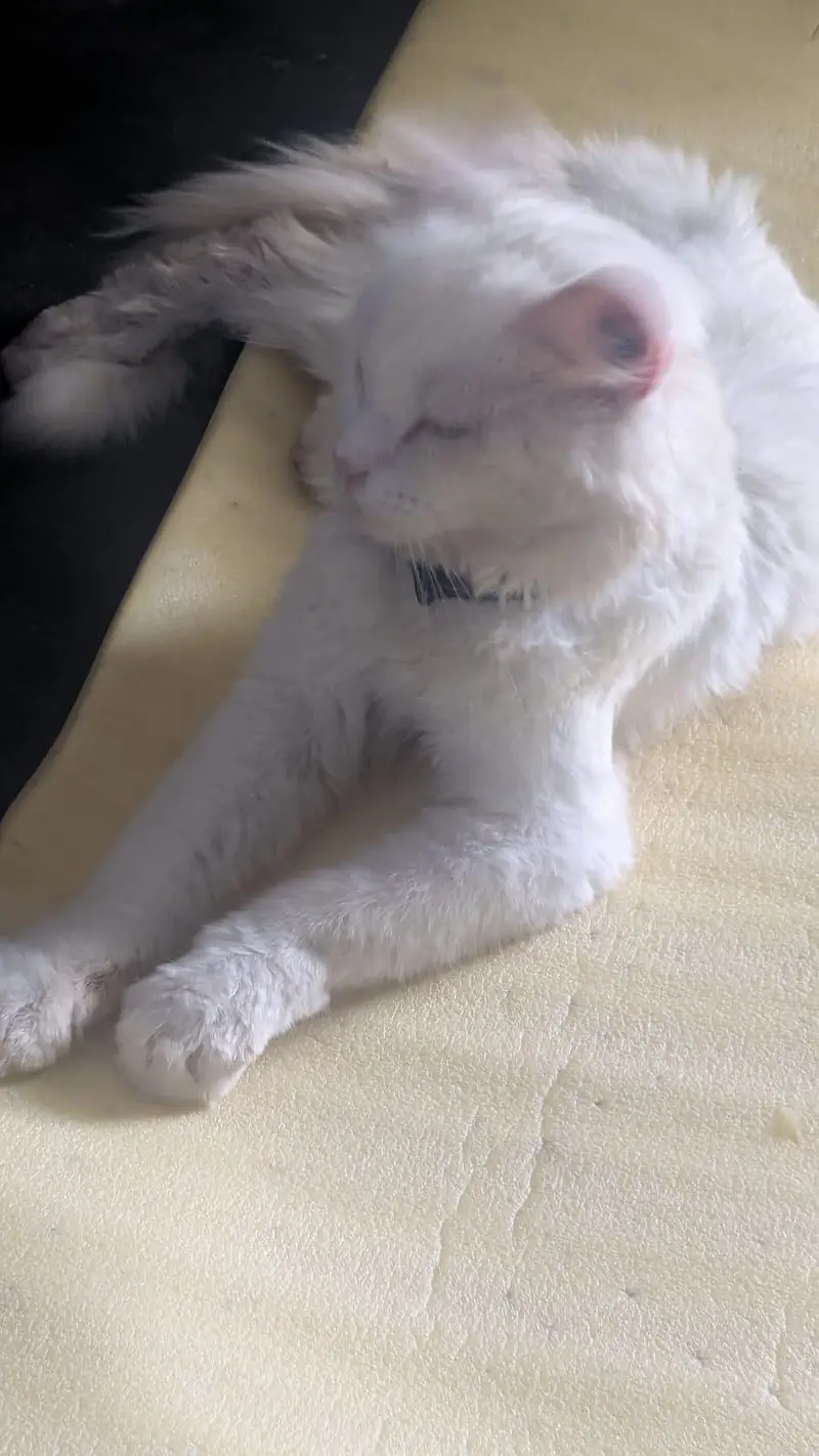Beautiful White Persian-Type Male Cat – Litter Trained — photo 2