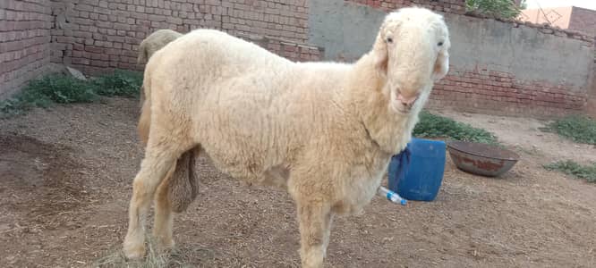 Mundra Chatra Sheep