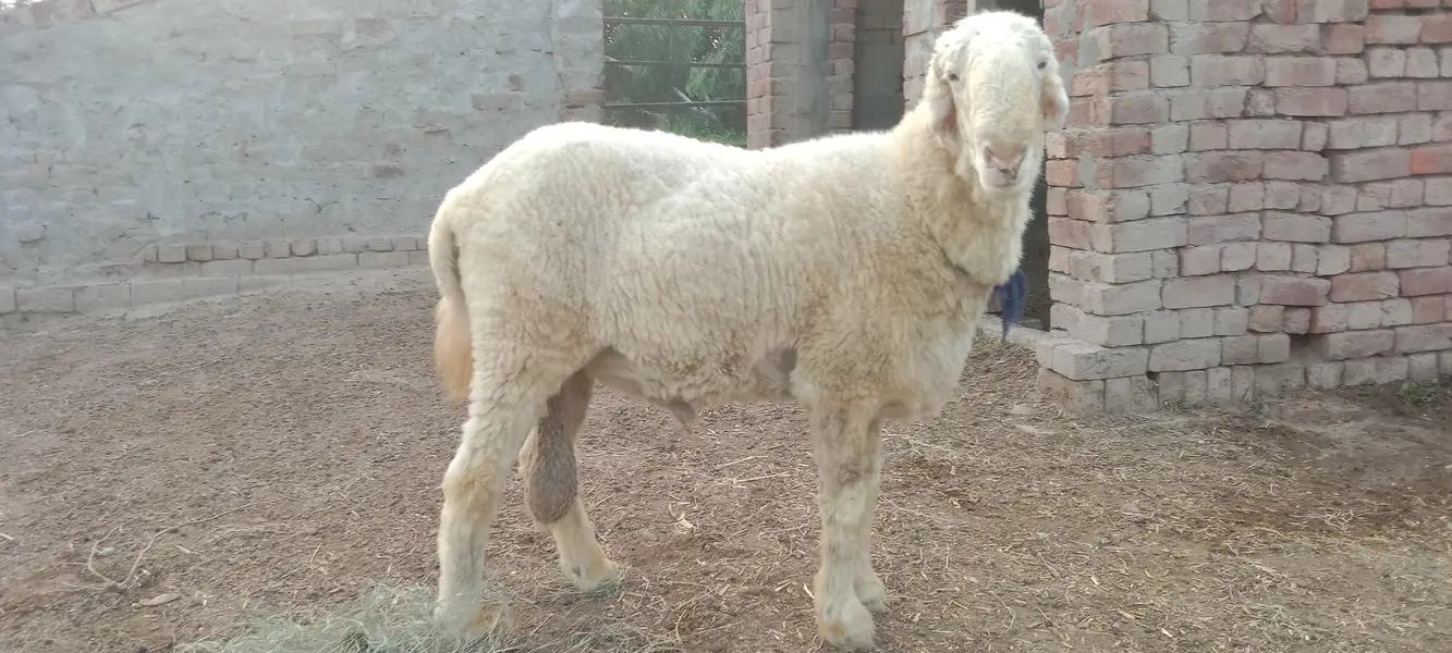 Mundra Chatra Sheep — photo 2