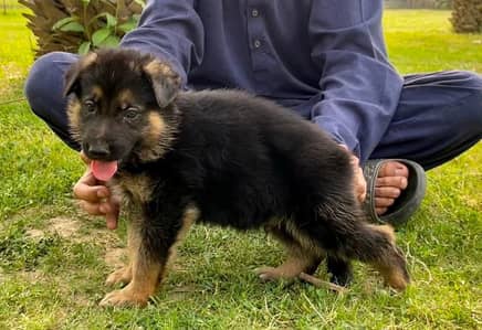 German Shepherd Puppy | Male Female