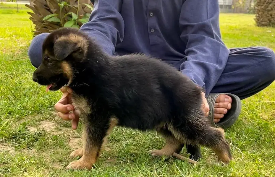 German Shepherd Puppy | Male Female — photo 2
