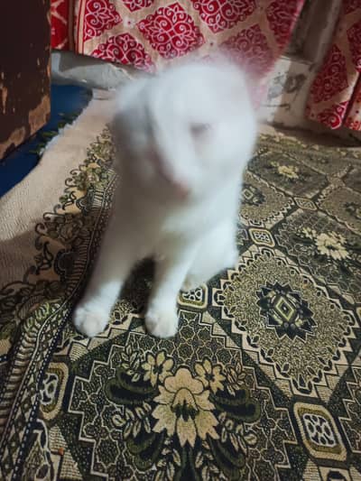 Persian Cat for Sale