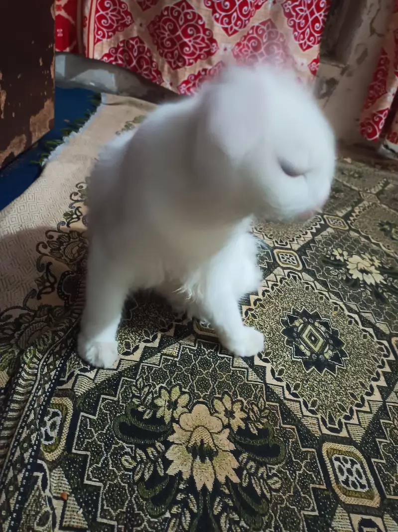 Persian Cat for Sale — photo 2