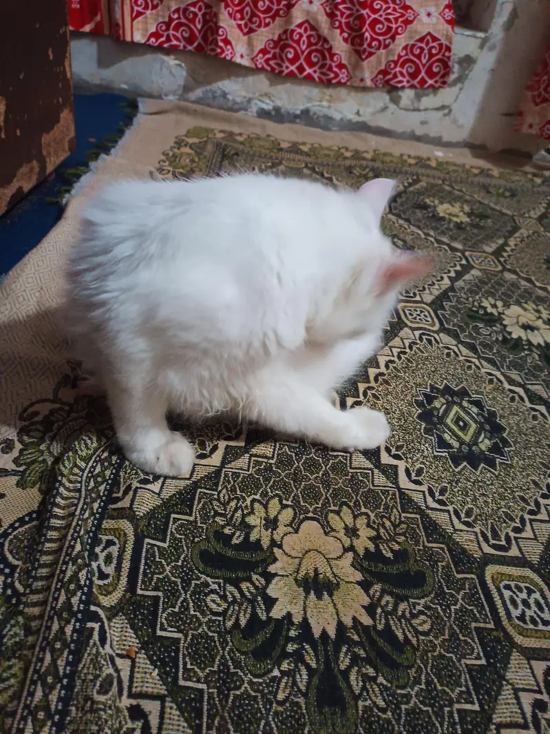 Persian Cat for Sale — photo 3