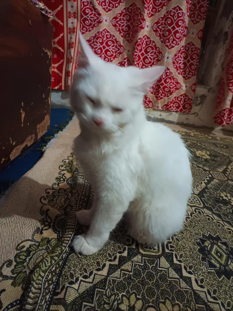 Persian Cat for Sale — photo 4