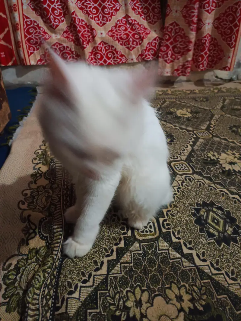 Persian Cat for Sale — photo 5