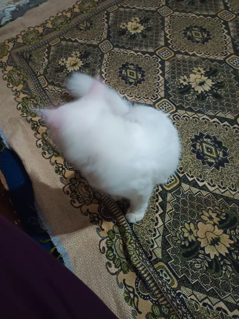 Persian Cat for Sale — photo 6