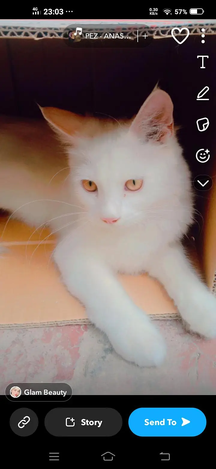 Persian Cat for Sale — photo 7