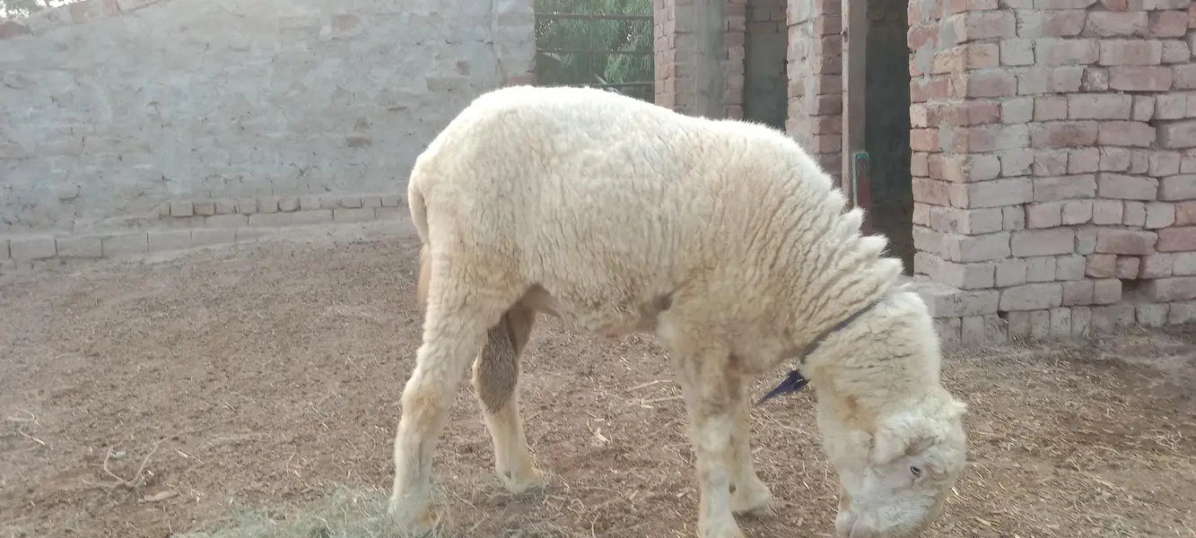Mundra Chatra Sheep — photo 3