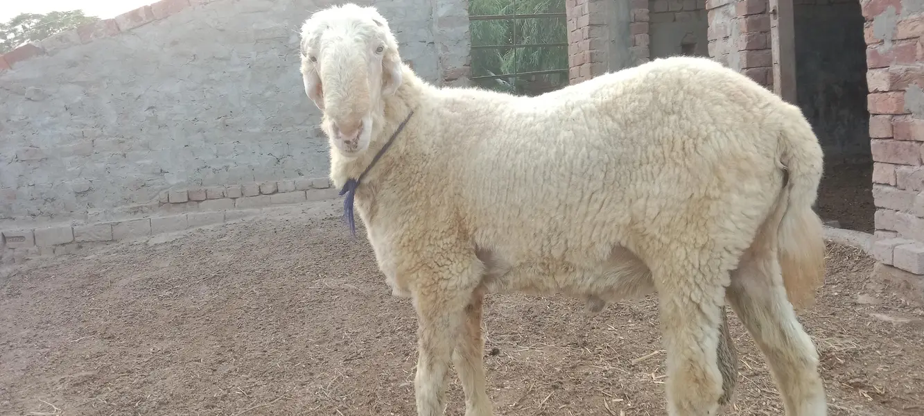 Mundra Chatra Sheep — photo 4
