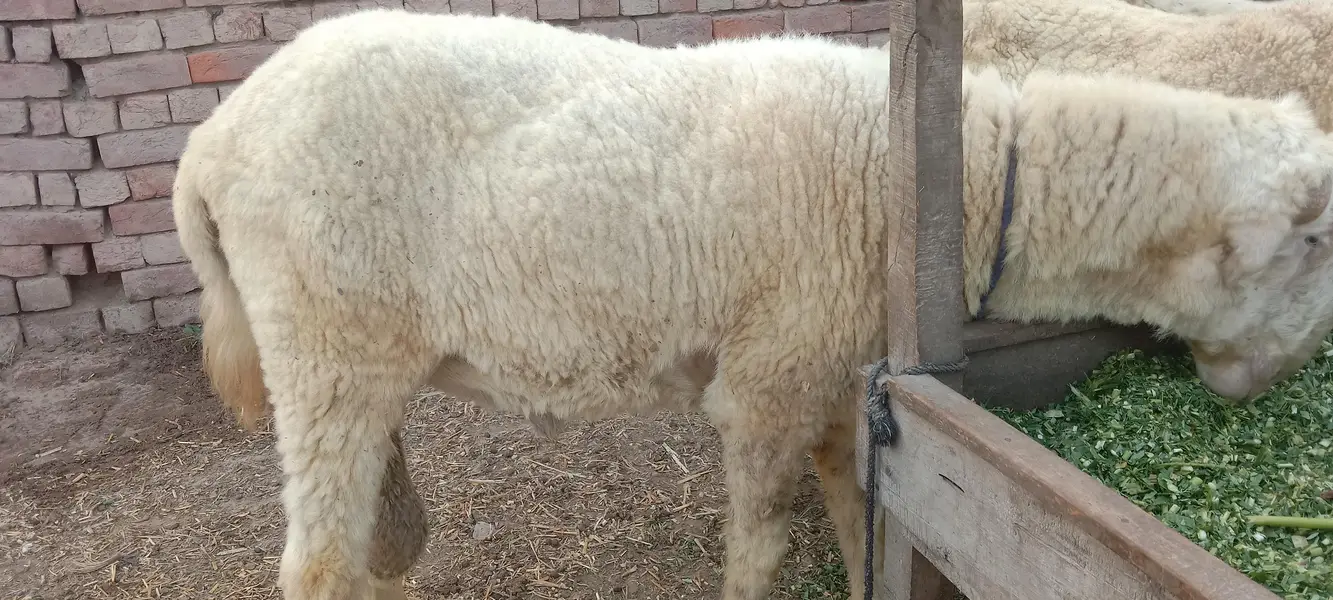 Mundra Chatra Sheep — photo 5