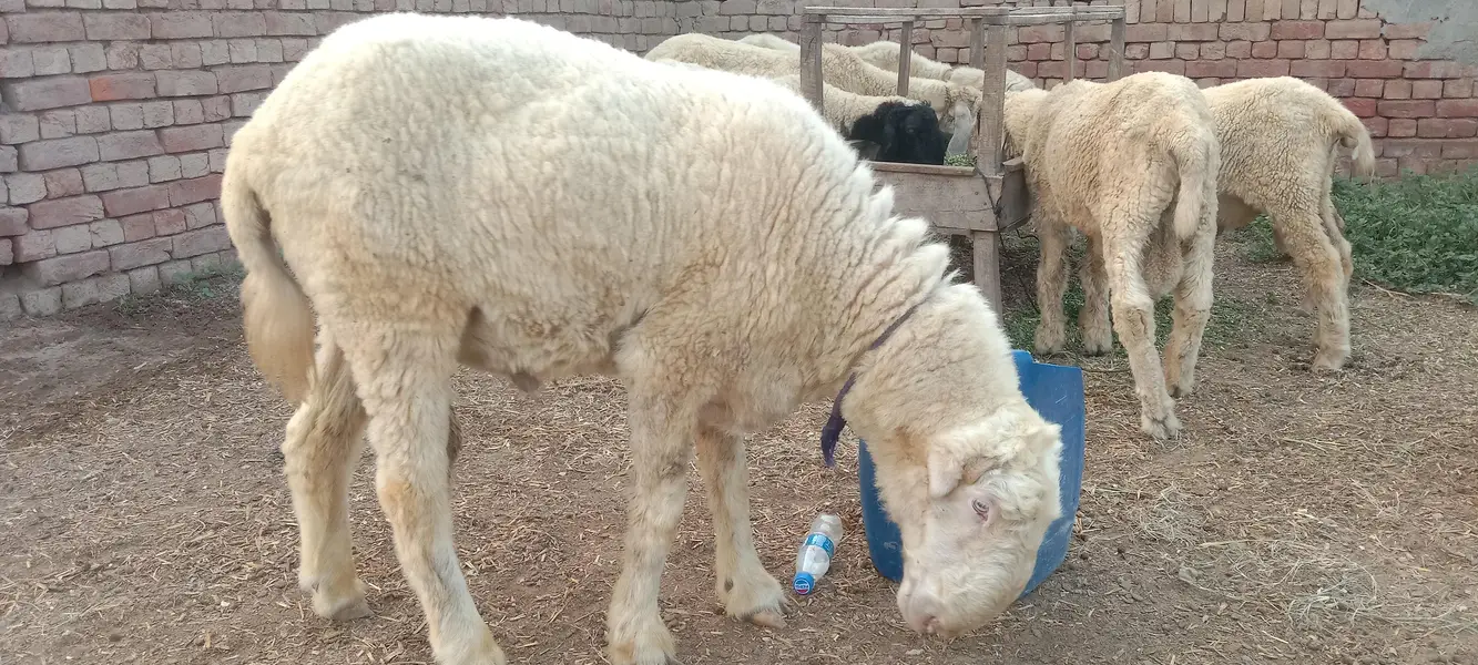 Mundra Chatra Sheep — photo 6